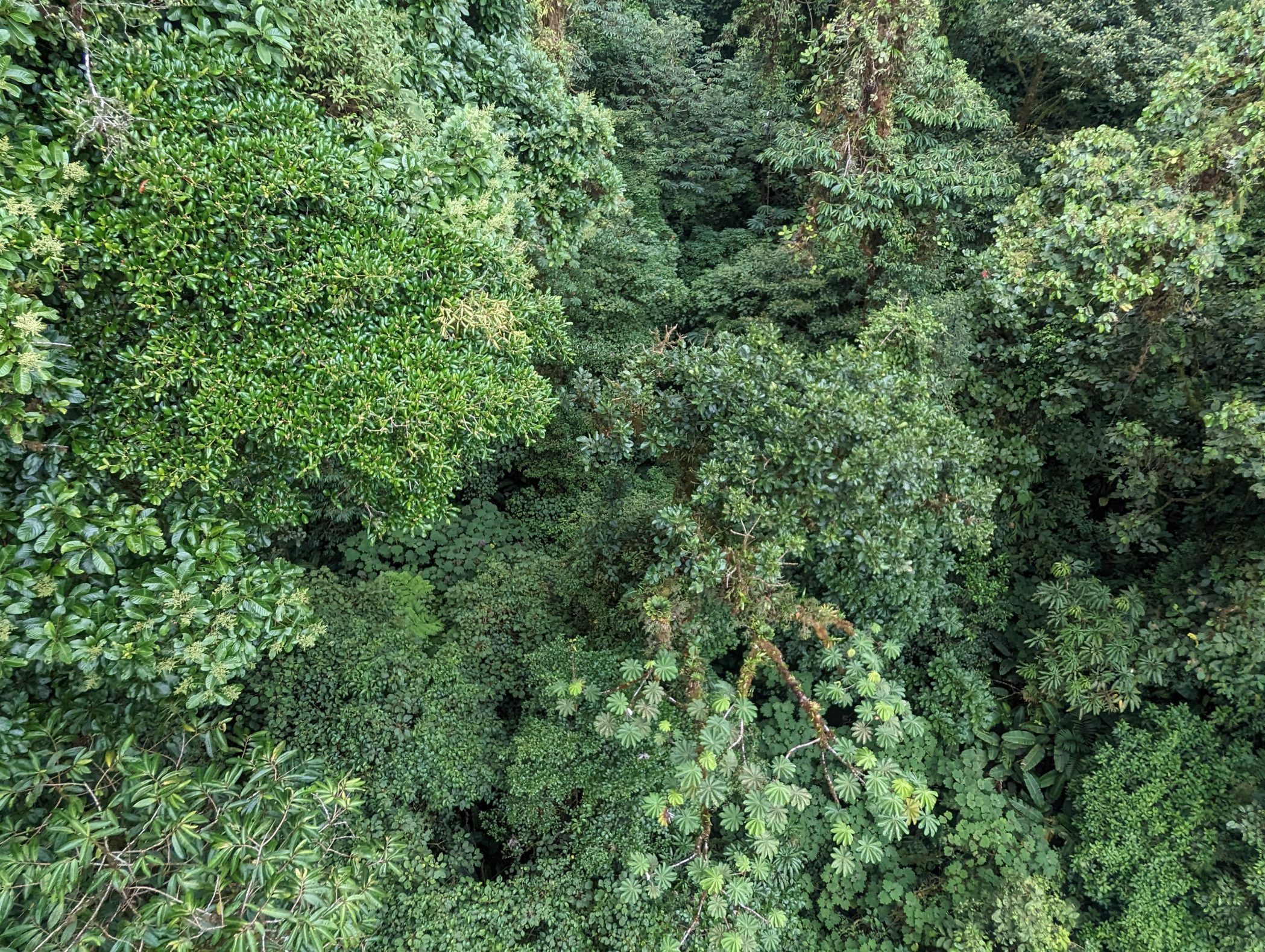 Looking down at the cloud forest from a hanging bridge in Monteverde