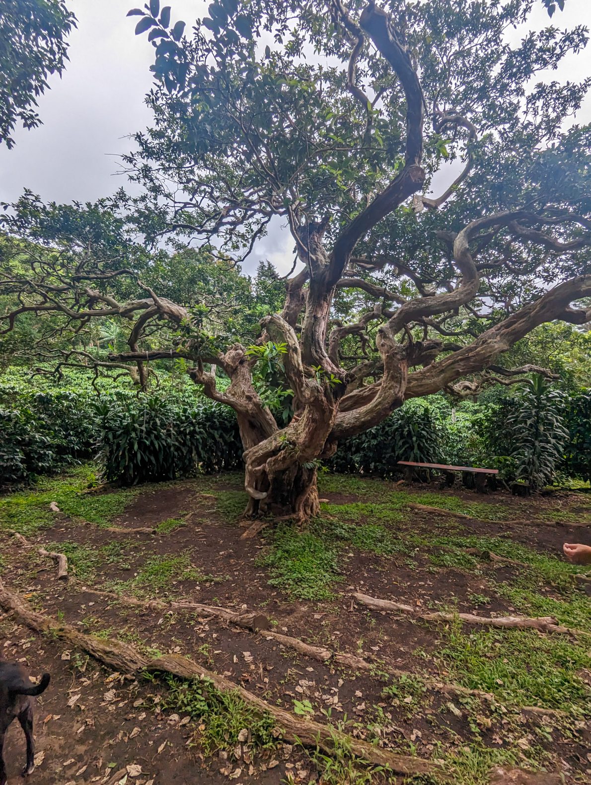 Twisted tree on Cafe Monteverde coffee plantation