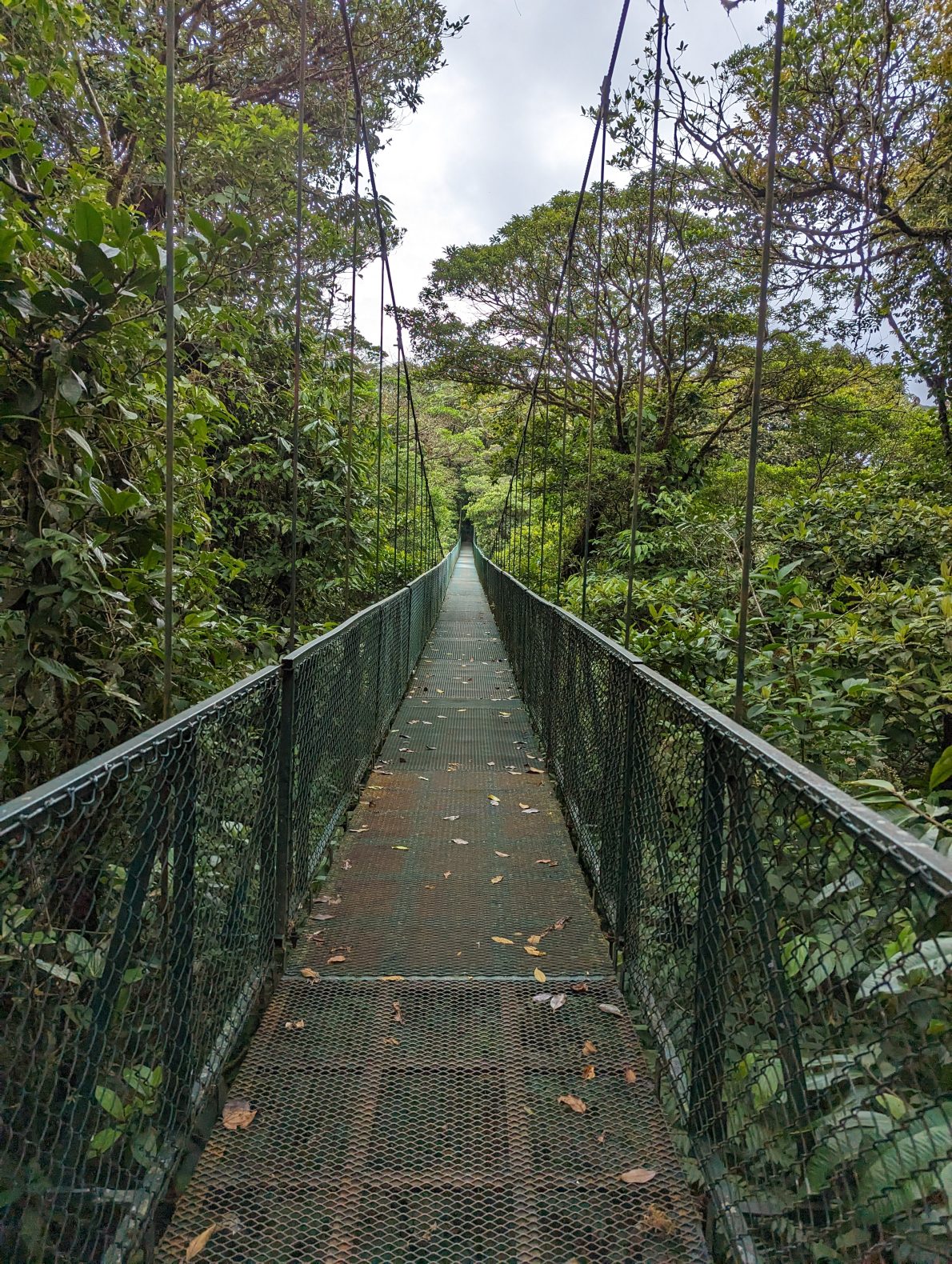 A long hanging bridge in the cloud forest in Monteverde