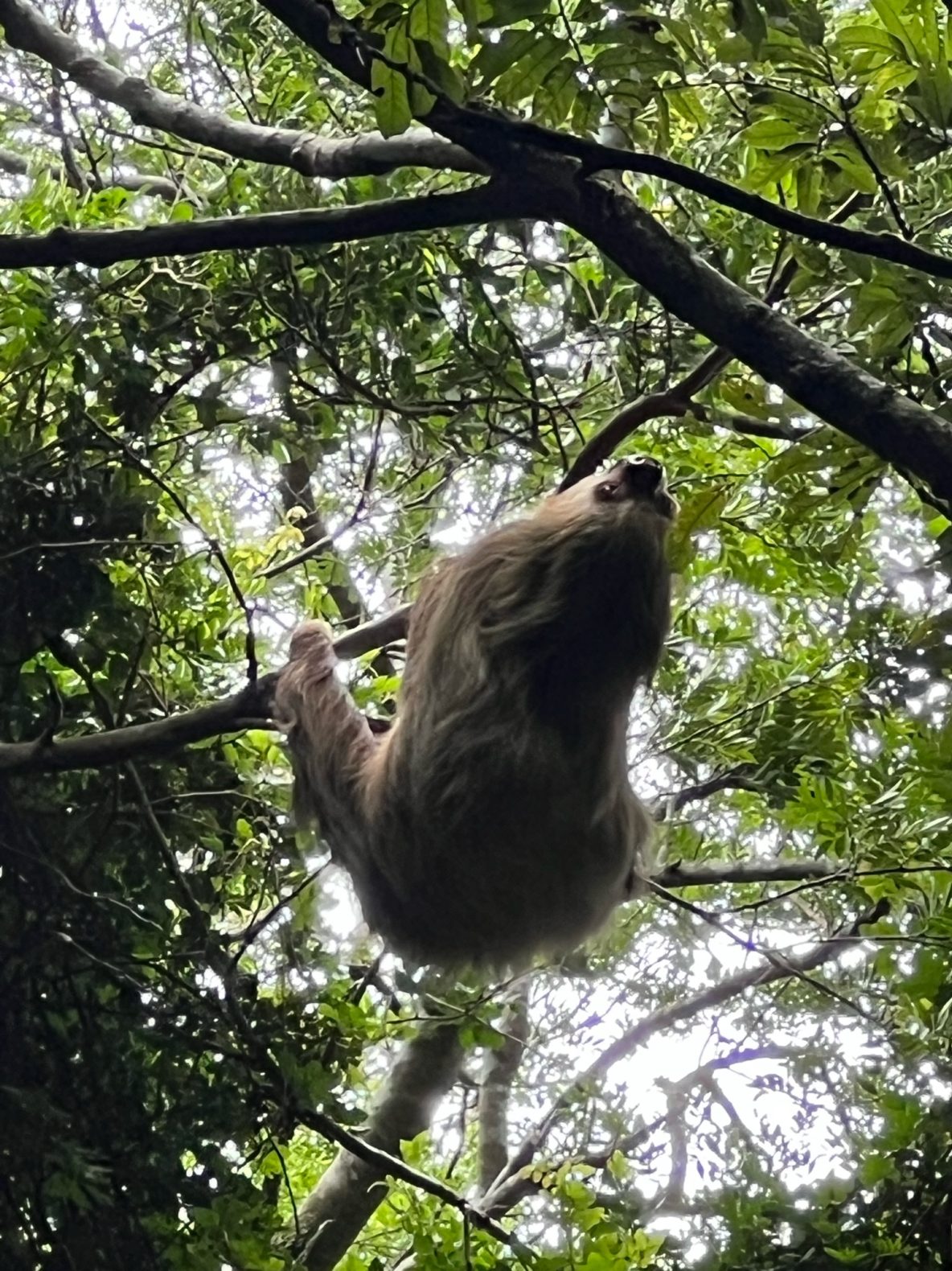 Sloth in tree at Cafe Monteverde coffee plantation