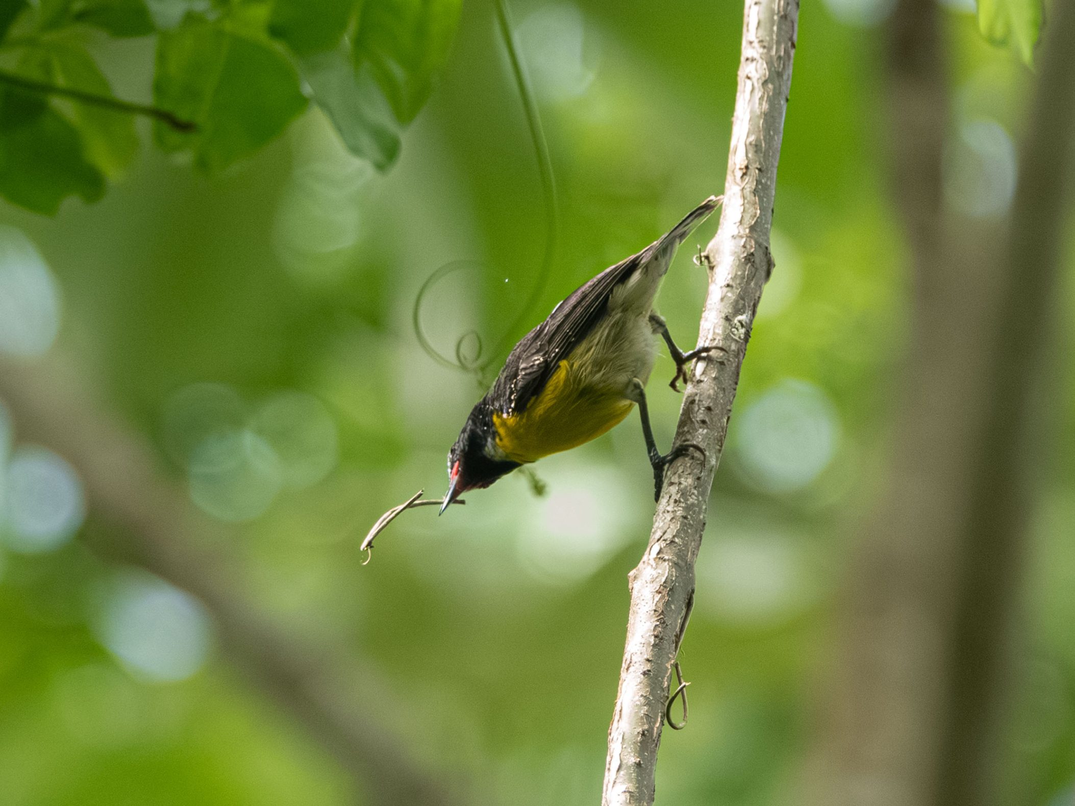Small bird with a yellow chest, black and white back, and red around the eyes