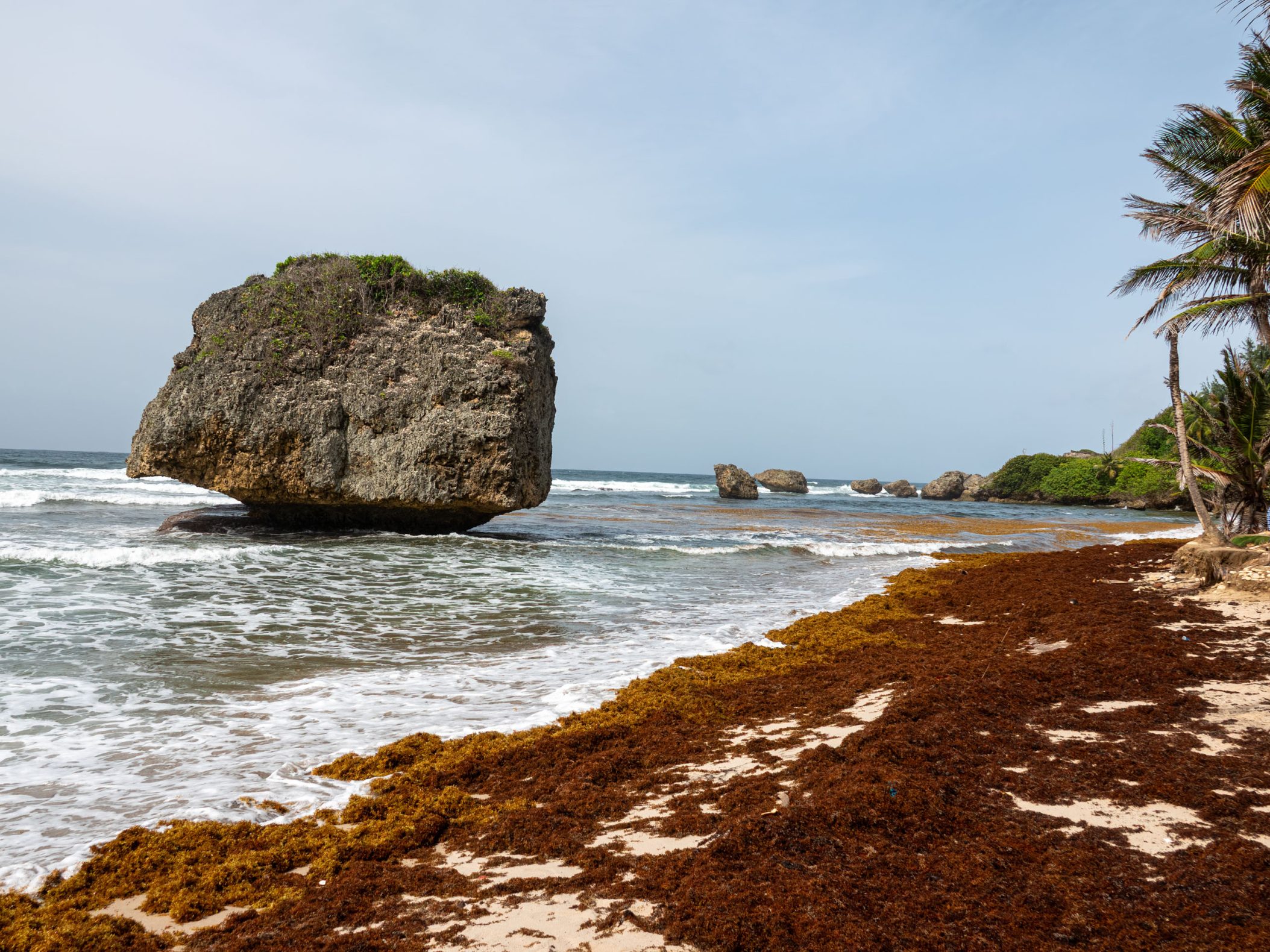 Reddish brown sargassum on a flat beach with a large rock right off of the coast