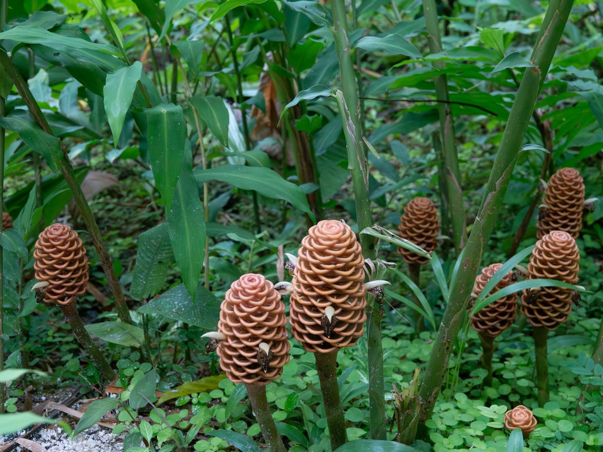 Beehive ginger plants sticking out of green tropical vegegation