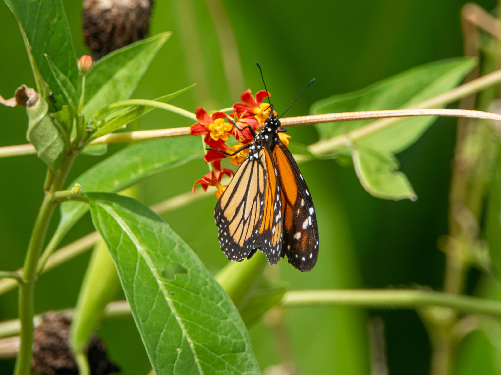A monarch butterfly on a red and yellow plant