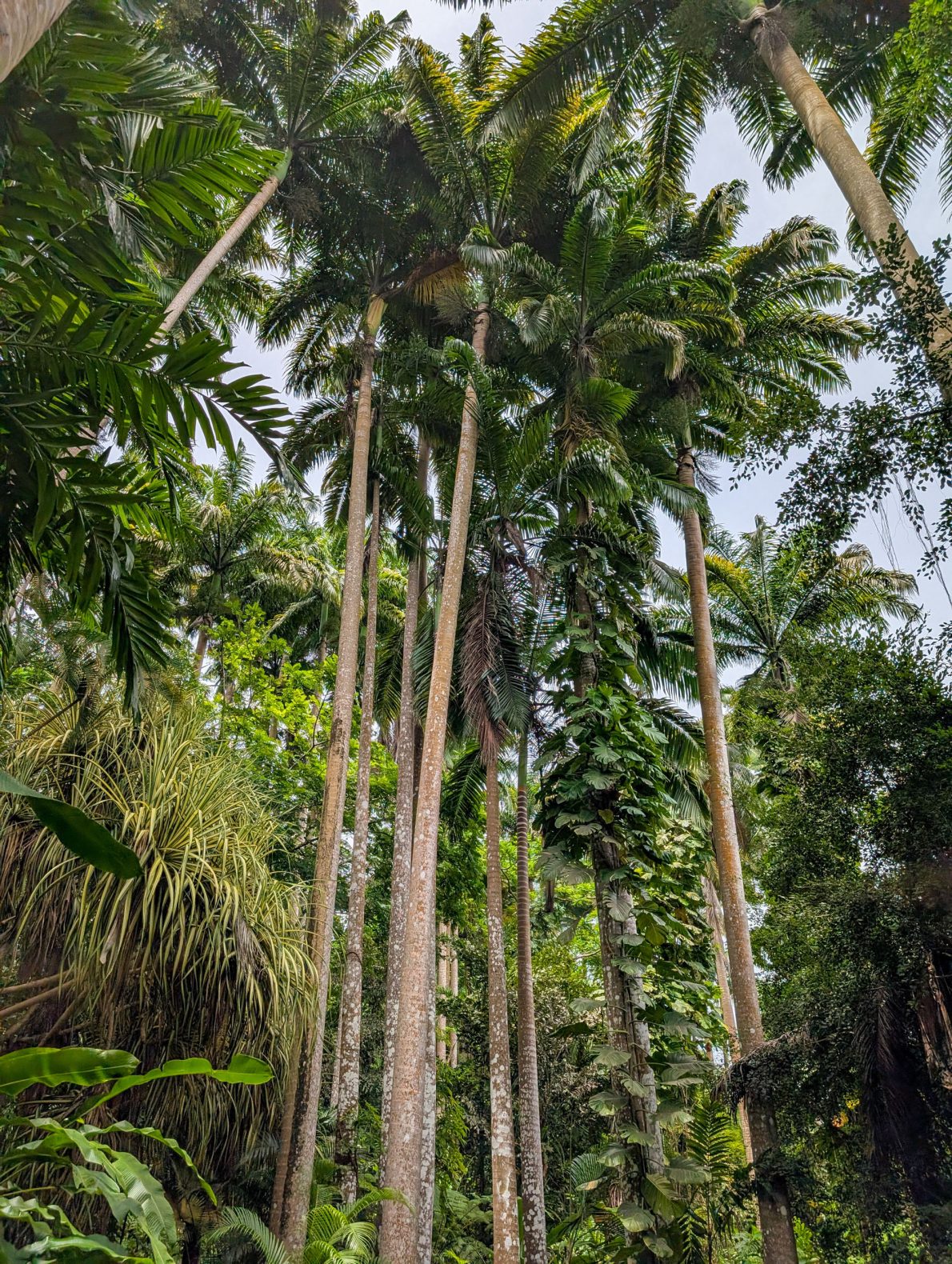 Tall palm trees
