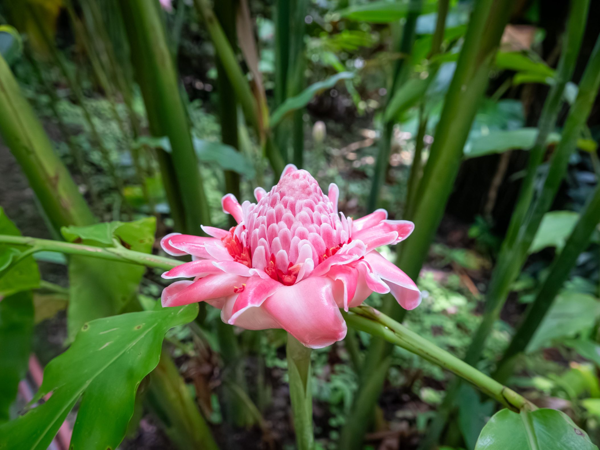 A pink and red flower