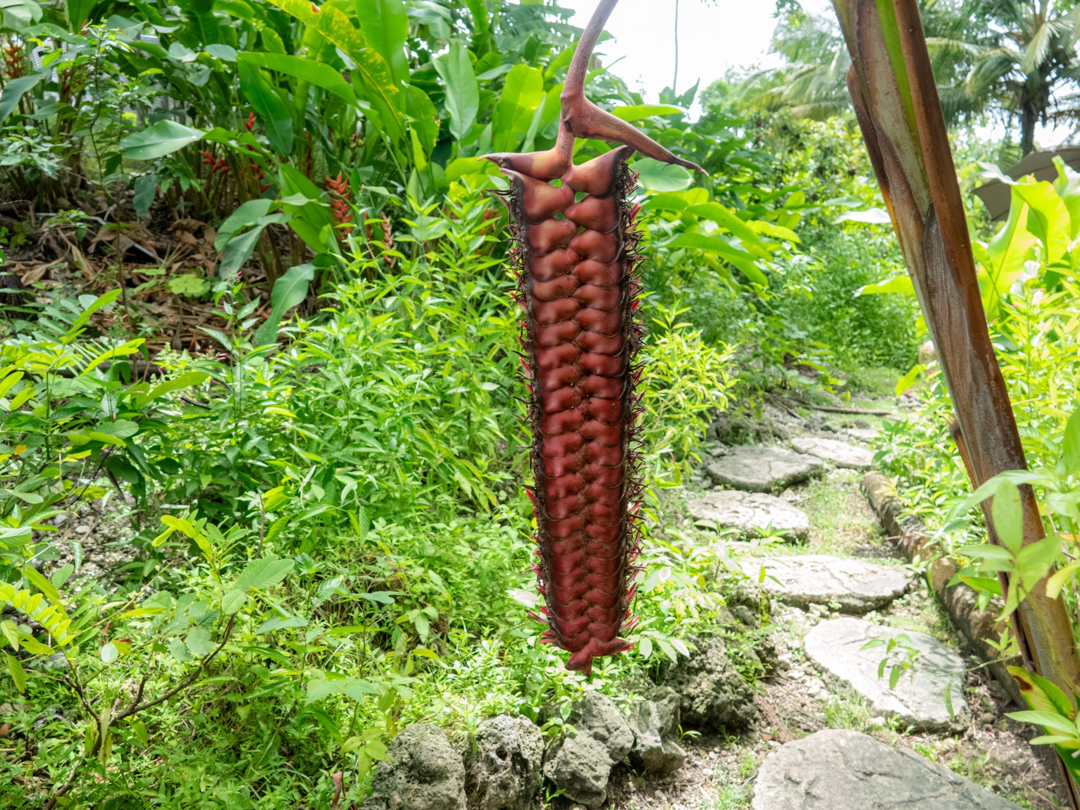 A long odd looking redish brown plant, heliconia, hanging among green plants