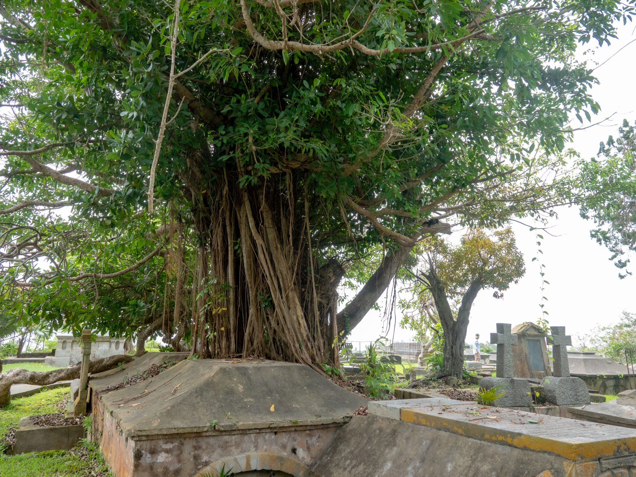 Old gray tombs with a huge bearded fig tree in the middle