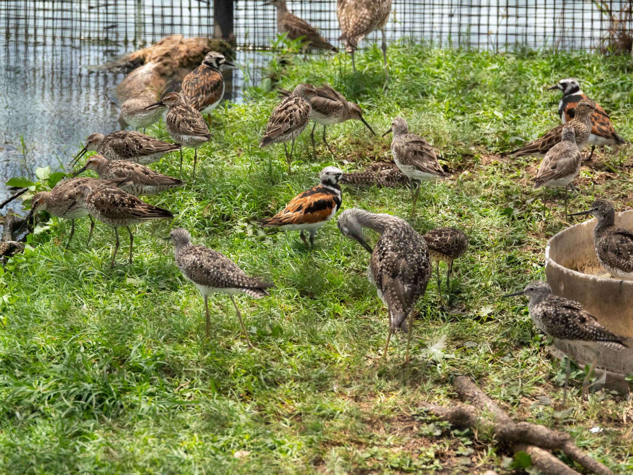 Many different birds in an enclosure